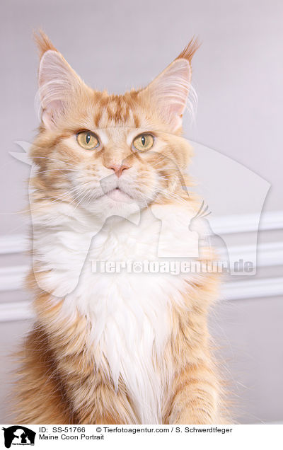 Maine Coon Portrait / SS-51766