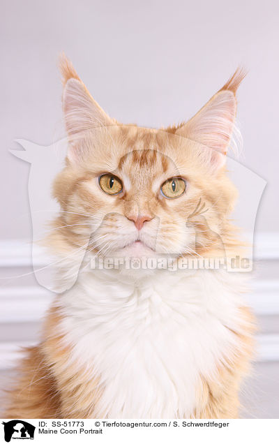 Maine Coon Portrait / SS-51773