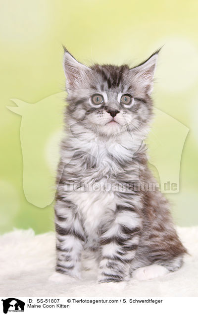 Maine Coon Ktzchen / Maine Coon Kitten / SS-51807