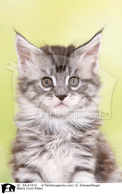 Maine Coon Ktzchen / Maine Coon Kitten / SS-51812