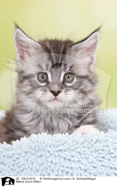 Maine Coon Ktzchen / Maine Coon Kitten / SS-51815