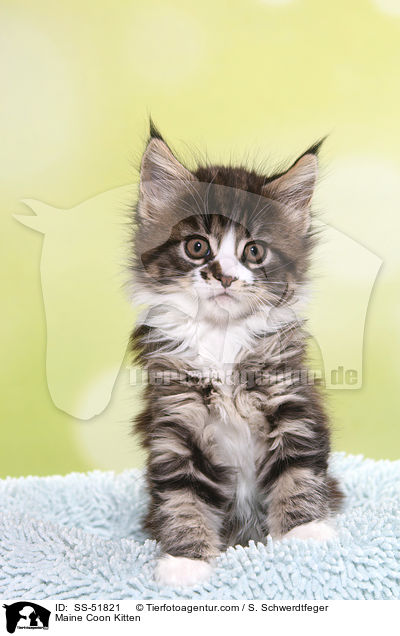 Maine Coon Ktzchen / Maine Coon Kitten / SS-51821