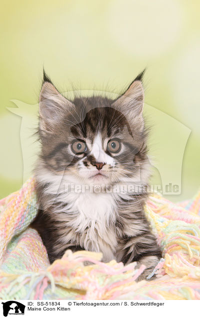 Maine Coon Ktzchen / Maine Coon Kitten / SS-51834