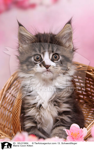 Maine Coon Ktzchen / Maine Coon Kitten / SS-51864