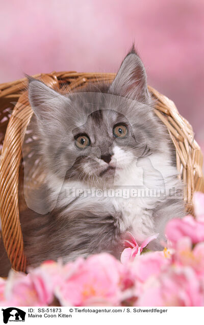 Maine Coon Ktzchen / Maine Coon Kitten / SS-51873