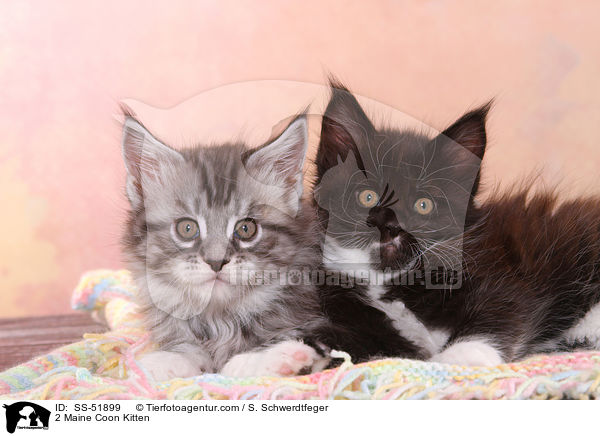 2 Maine Coon Ktzchen / 2 Maine Coon Kitten / SS-51899