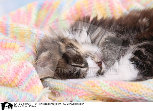 Maine Coon Ktzchen / Maine Coon Kitten / SS-51934