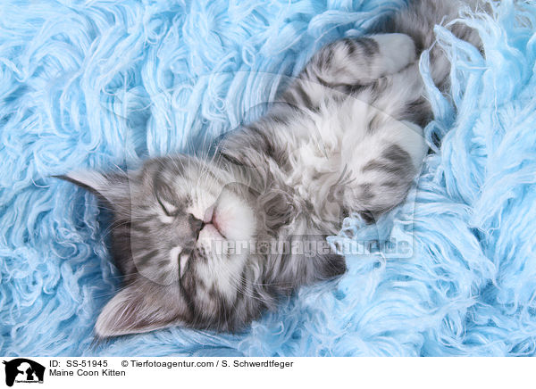 Maine Coon Ktzchen / Maine Coon Kitten / SS-51945