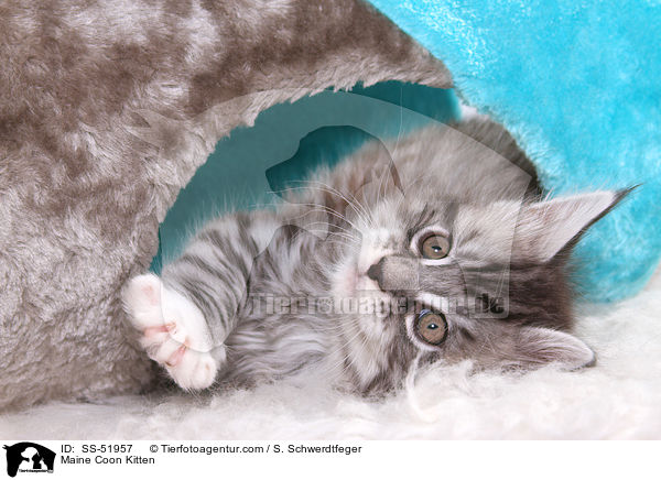 Maine Coon Ktzchen / Maine Coon Kitten / SS-51957