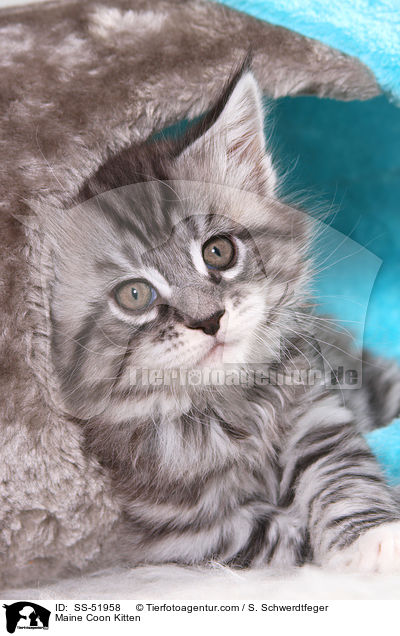 Maine Coon Ktzchen / Maine Coon Kitten / SS-51958