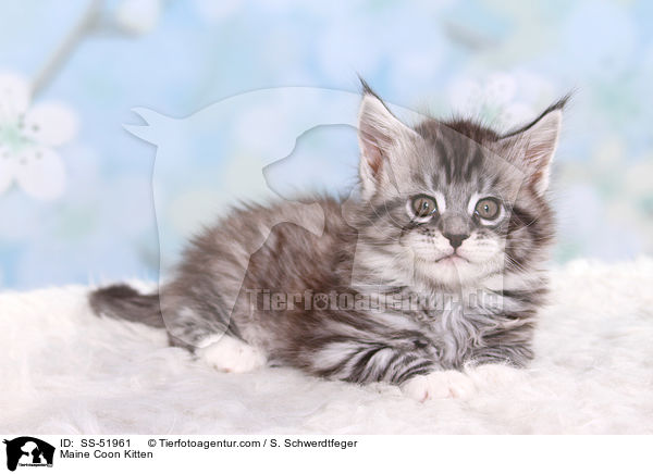 Maine Coon Ktzchen / Maine Coon Kitten / SS-51961