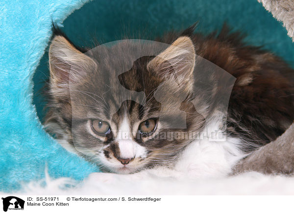 Maine Coon Ktzchen / Maine Coon Kitten / SS-51971