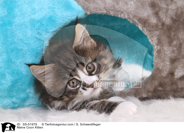 Maine Coon Ktzchen / Maine Coon Kitten / SS-51979