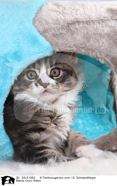 Maine Coon Ktzchen / Maine Coon Kitten / SS-51982