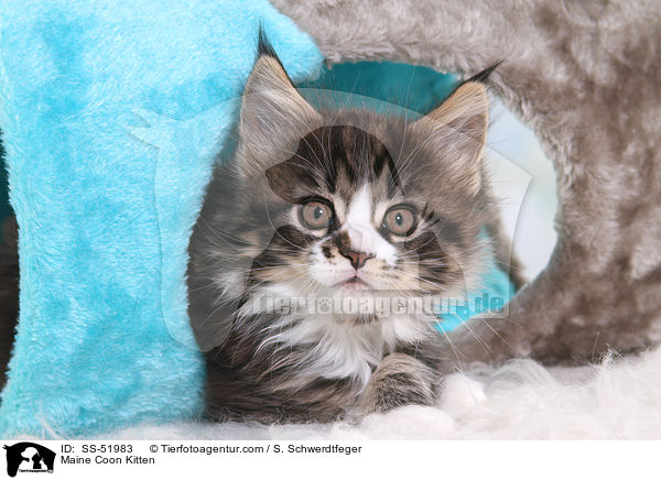 Maine Coon Ktzchen / Maine Coon Kitten / SS-51983