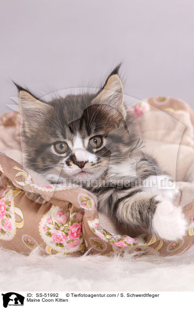 Maine Coon Ktzchen / Maine Coon Kitten / SS-51992