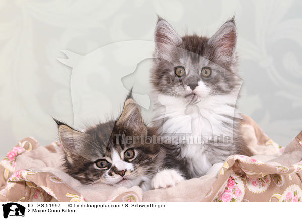 2 Maine Coon Ktzchen / 2 Maine Coon Kitten / SS-51997