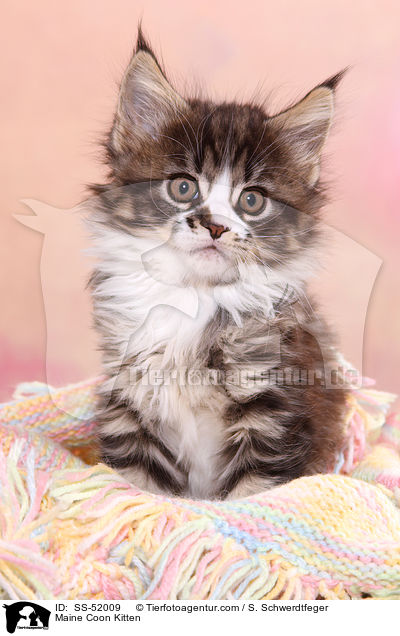 Maine Coon Ktzchen / Maine Coon Kitten / SS-52009