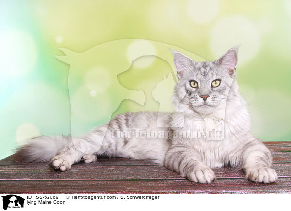 liegende Maine Coon / lying Maine Coon / SS-52069