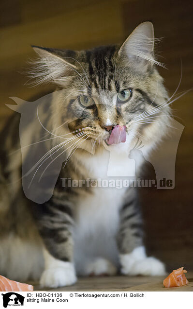 sitting Maine Coon / HBO-01136