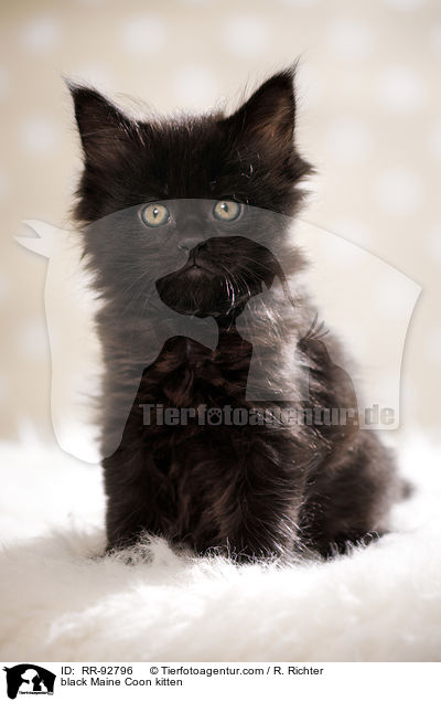 schwarzes Maine Coon Ktzchen / black Maine Coon kitten / RR-92796