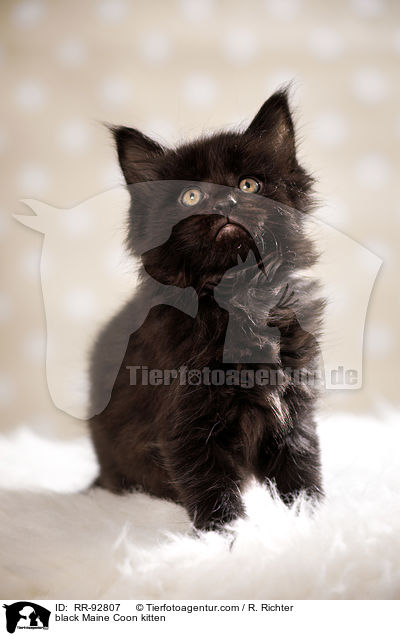 schwarzes Maine Coon Ktzchen / black Maine Coon kitten / RR-92807