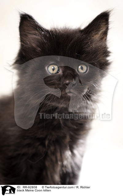 schwarzes Maine Coon Ktzchen / black Maine Coon kitten / RR-92808