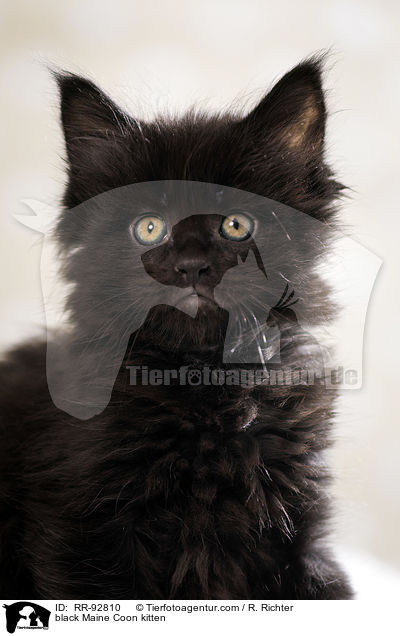 black Maine Coon kitten / RR-92810