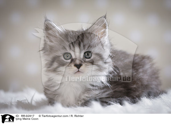 liegende Maine Coon / lying Maine Coon / RR-92817