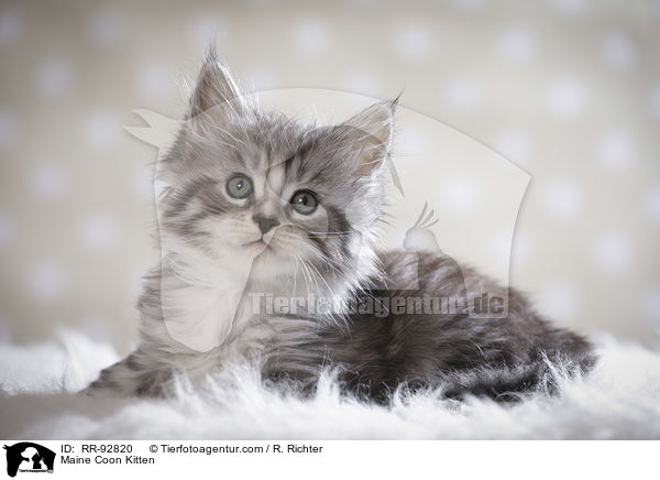 Maine Coon Ktzchen / Maine Coon Kitten / RR-92820