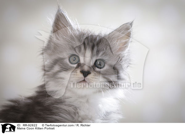 Maine Coon Ktzchen Portrait / Maine Coon Kitten Portrait / RR-92822