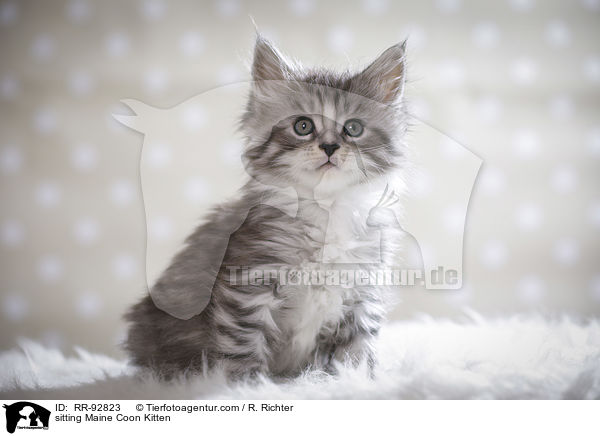 sitzendes Maine Coon Ktzchen / sitting Maine Coon Kitten / RR-92823