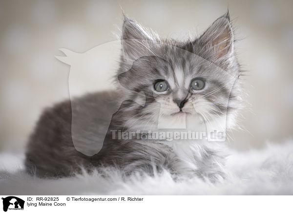 liegende Maine Coon / lying Maine Coon / RR-92825