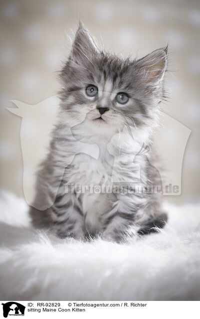 sitzendes Maine Coon Ktzchen / sitting Maine Coon Kitten / RR-92829