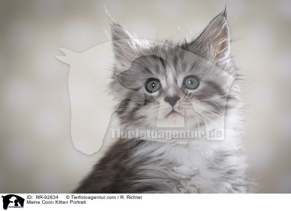 Maine Coon Ktzchen Portrait / Maine Coon Kitten Portrait / RR-92834