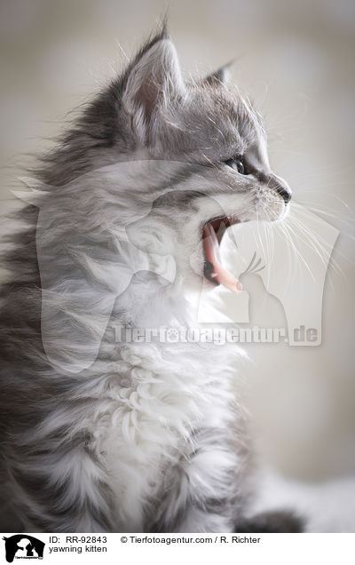 ghnendes Ktzchen / yawning kitten / RR-92843