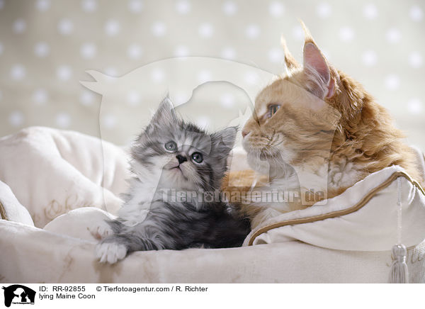 liegende Maine Coon / lying Maine Coon / RR-92855