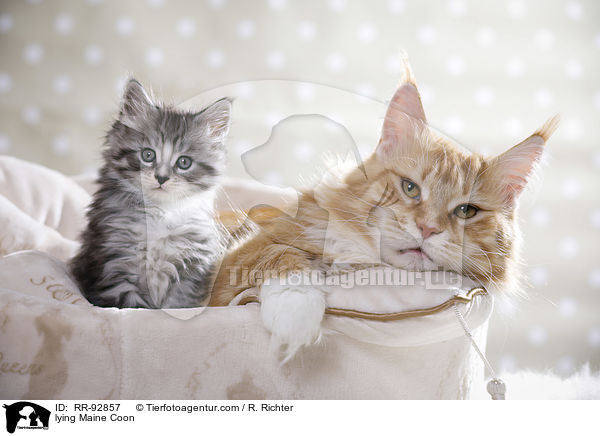 liegende Maine Coon / lying Maine Coon / RR-92857