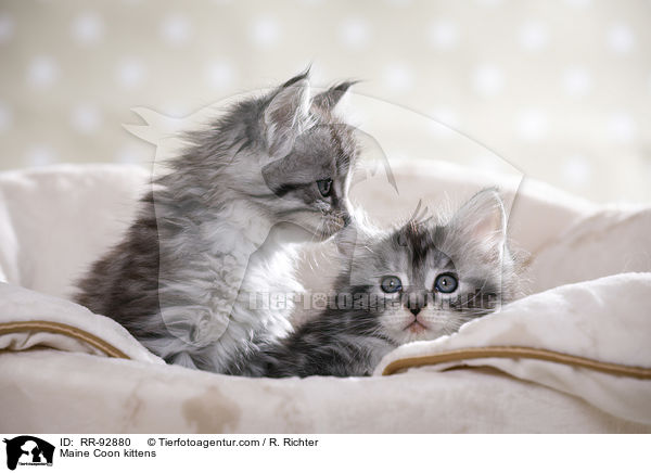 Maine Coon Ktzchen / Maine Coon kittens / RR-92880