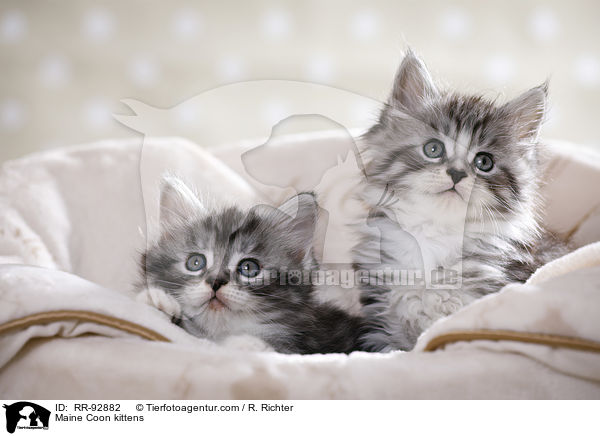 Maine Coon Ktzchen / Maine Coon kittens / RR-92882