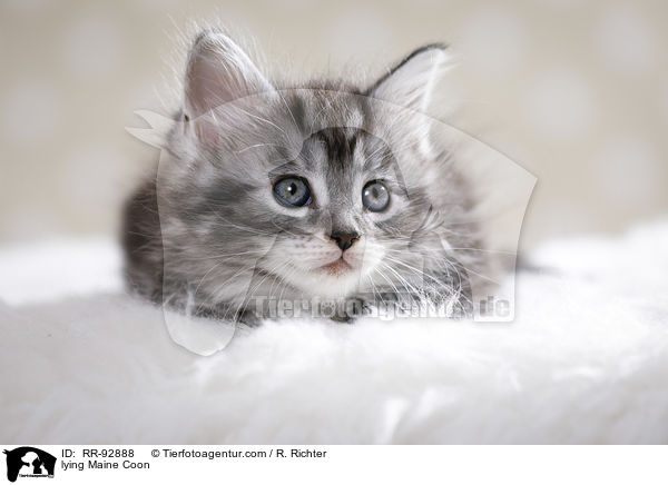 liegende Maine Coon / lying Maine Coon / RR-92888