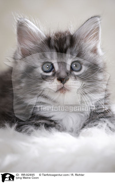 liegende Maine Coon / lying Maine Coon / RR-92895