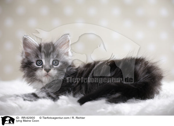 liegende Maine Coon / lying Maine Coon / RR-92900