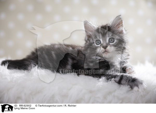 liegende Maine Coon / lying Maine Coon / RR-92902