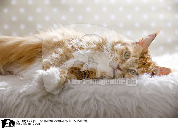 liegende Maine Coon / lying Maine Coon / RR-92914