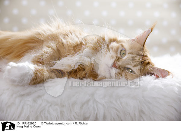liegende Maine Coon / lying Maine Coon / RR-92920