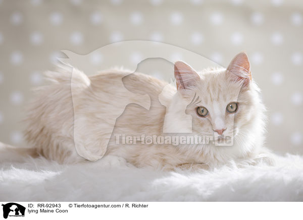 liegende Maine Coon / lying Maine Coon / RR-92943