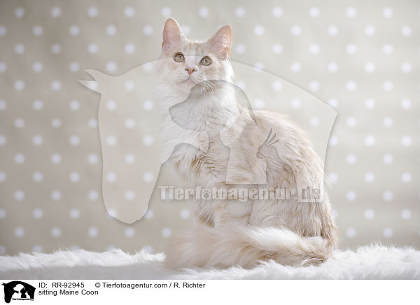 sitting Maine Coon / RR-92945