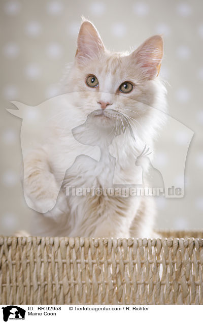 Maine Coon / Maine Coon / RR-92958