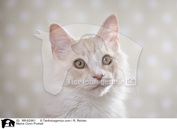 Maine Coon Portrait / Maine Coon Portrait / RR-92961